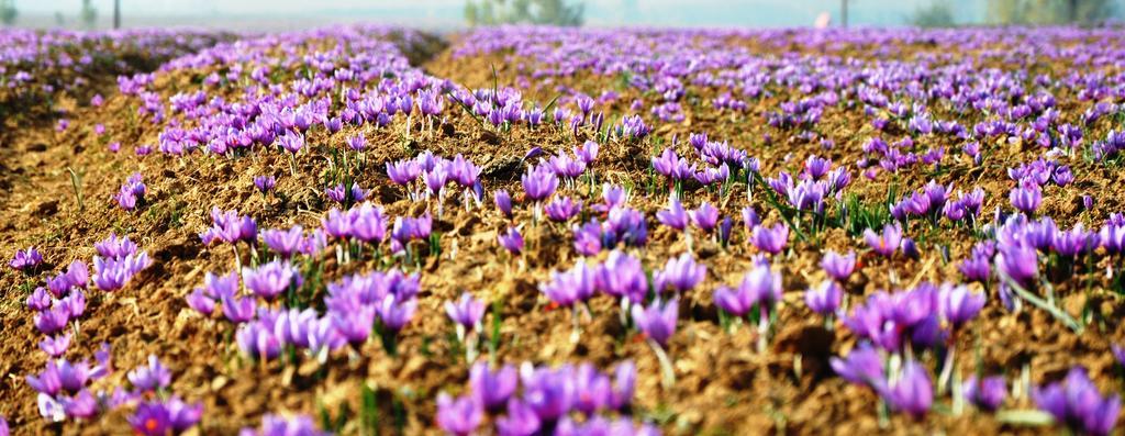 ホテル サダフ Srīnagar エクステリア 写真